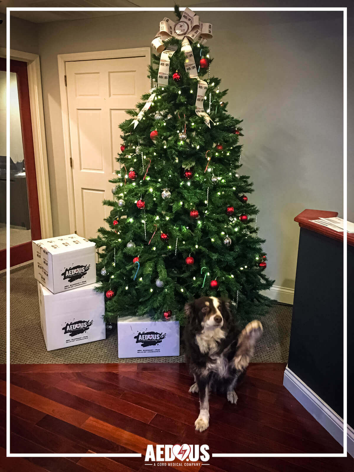CoroMed Christmas tree and dog