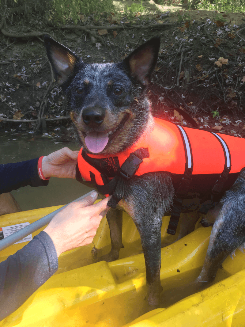 Finn the Australian Cattle Dog, wearing a life jacket
