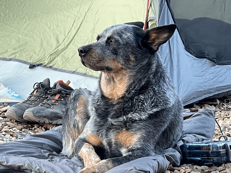 Finn the Australian Cattle Dog, outside a camping tent