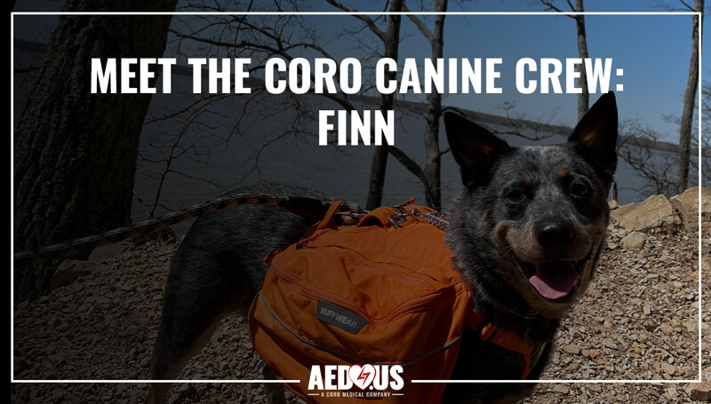Meet the Coro Canine Crew Finn