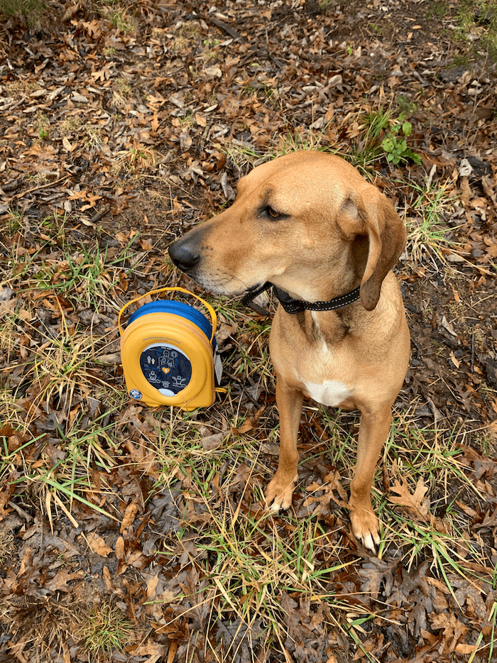 Ginger the hound mix dog with an AED