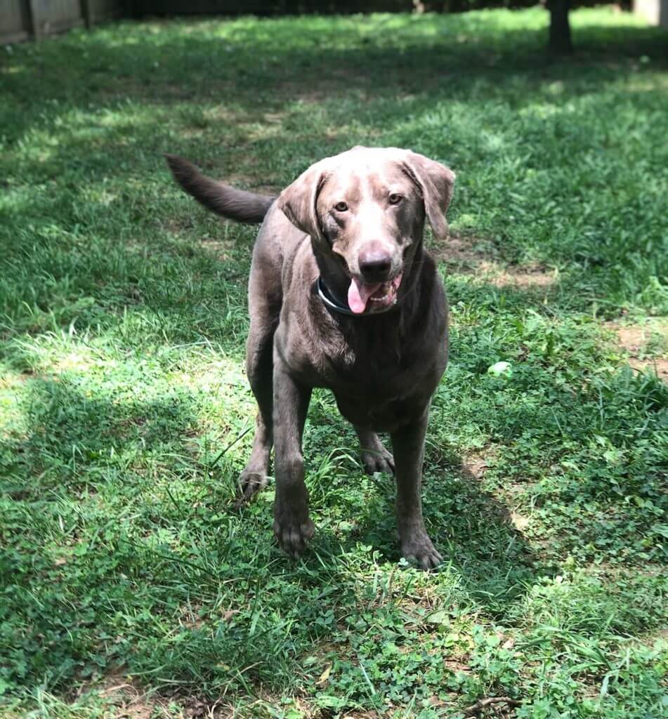 Meet the Coro Canine Crew : Braxton in grass
